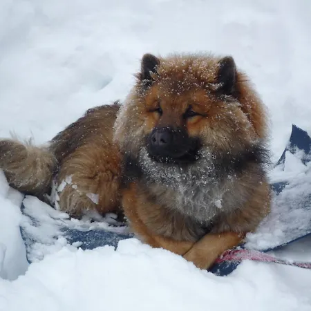 Boutique Hundehotel Bergzeit 4* Grossarl