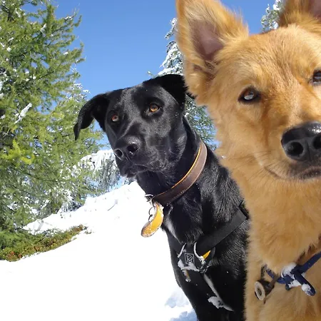 Boutique Hundehotel Bergzeit Hotel 4*