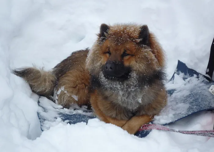 Boutique Hundehotel Bergzeit 4* 格罗萨尔