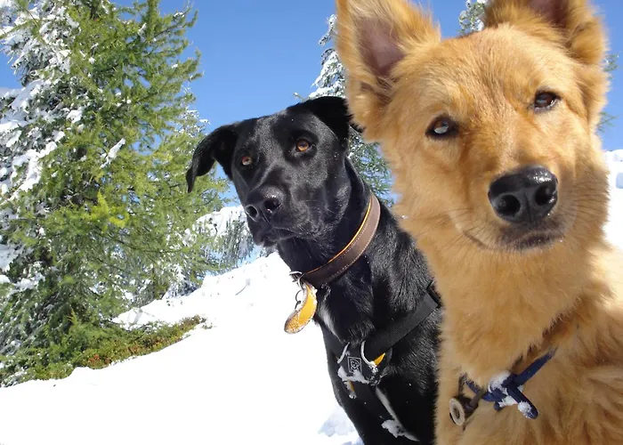 Boutique Hundehotel Bergzeit 호텔 4*